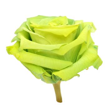 Preserved Antisana Valley Rose