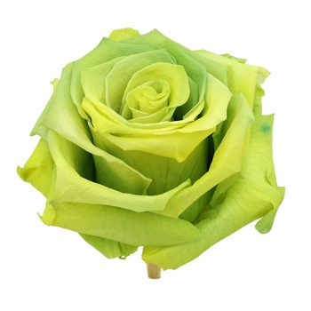Preserved Antisana Valley Rose