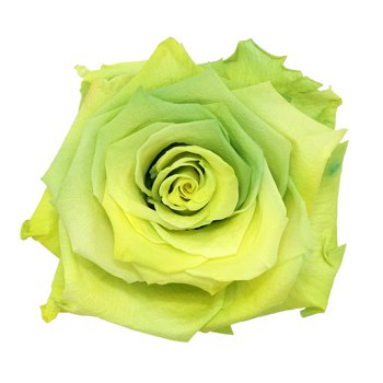 Preserved Antisana Valley Rose