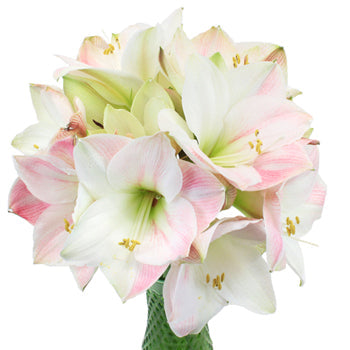 Apple Blossom Amaryllis Flower