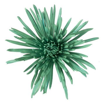 Aquamarine Airbrushed Spider Mum Flower