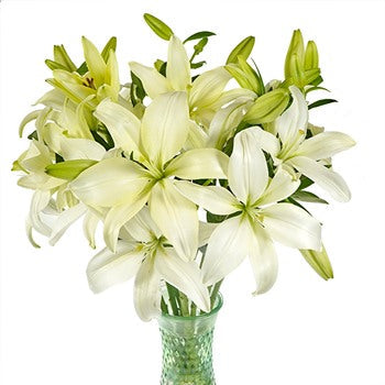 Creamy Dewdrop Asiatic Lily