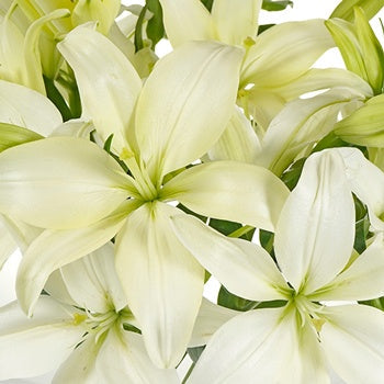 Creamy Dewdrop Asiatic Lily