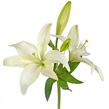 Creamy Dewdrop Asiatic Lily