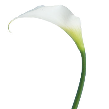 White Mini Calla Lily Flower Medium