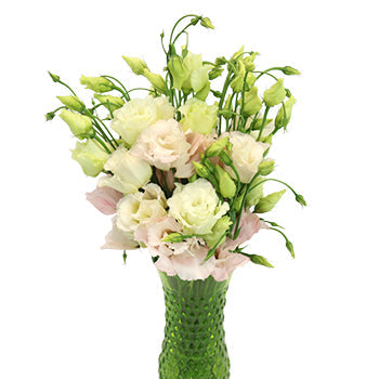 Blush Lisianthus Wholesale Bulk Flower