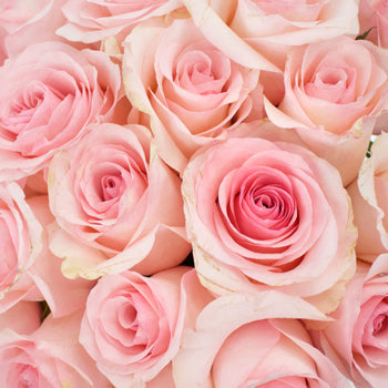 Blushing Arleen Rose