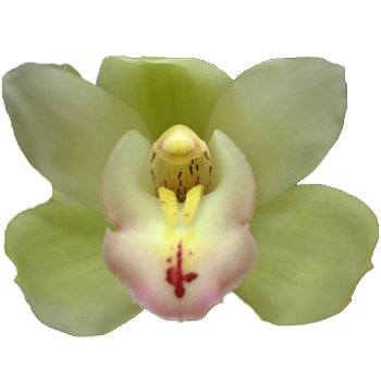 Mini Cymbidium Green Ice Orchid