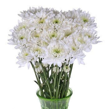 Kiss of Mint Dahlia Style Flower