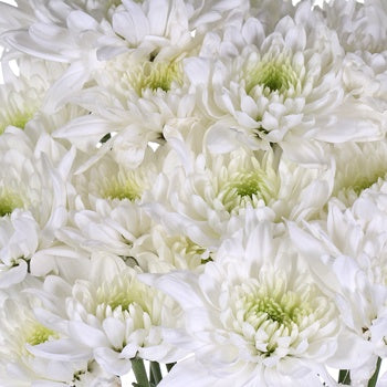 Kiss of Mint Dahlia Style Flower