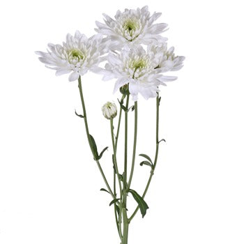 Kiss of Mint Dahlia Style Flower