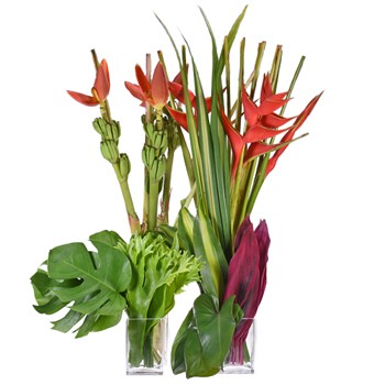 Exotic Tropical Combo Pack