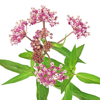 Sugar Berry Asclepia Flower