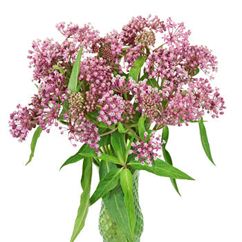 Sugar Berry Asclepia Flower