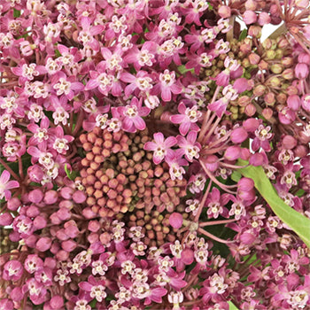 Sugar Berry Asclepia Flower
