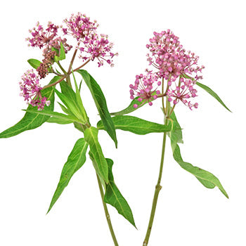 Sugar Berry Asclepia Flower