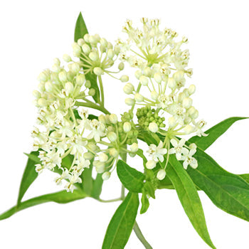 Ivory Lace Asclepia Flower