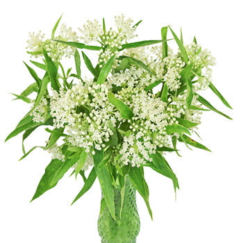Ivory Lace Asclepia Flower
