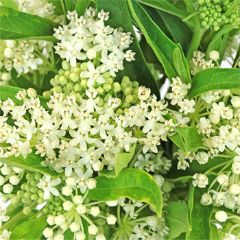 Ivory Lace Asclepia Flower