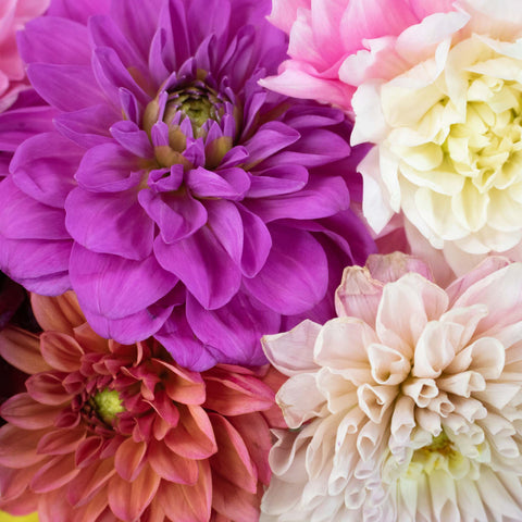 Assorted Fresh Cut Dahlias Flower Up Close