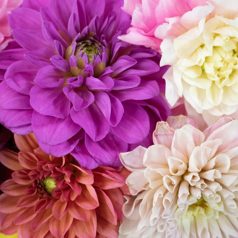 Assorted Fresh Cut Dahlias Flower Up Close