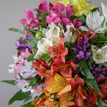 Farm Fresh European Cut Alstroemeria For Your House