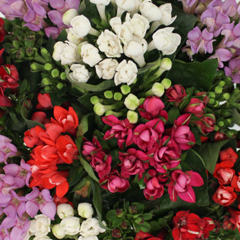Bouvardia Farm Mix Flower