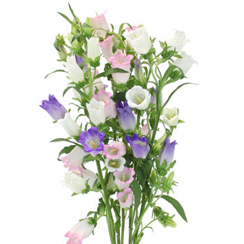 Assorted Campanula Flowers