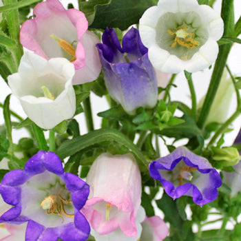 Assorted Campanula Flowers