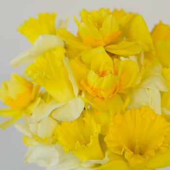 Mixology Daffodil Spring Flowers
