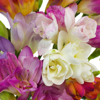Farm Mix Assorted Colors Freesia Flowers