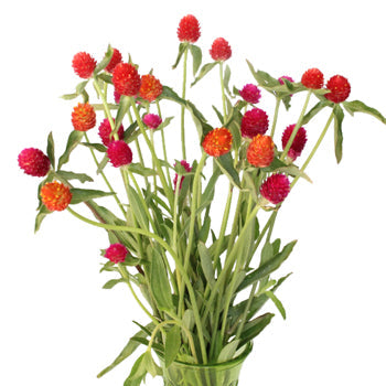 Farm Assorted Colors Gomphrena Flowers