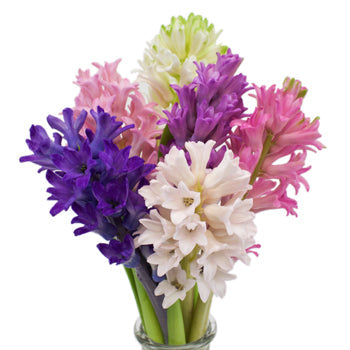 Farm Mix Hyacinth January to April