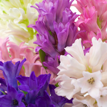 Farm Mix Hyacinth January to April