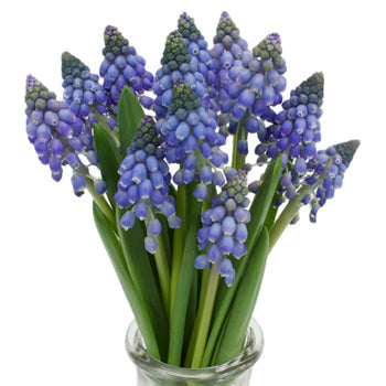Grape Hyacinth Muscari Blue - October to December