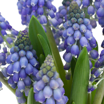 Grape Hyacinth Muscari Blue - October to December