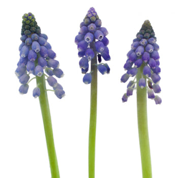 Grape Hyacinth Muscari Blue - October to December