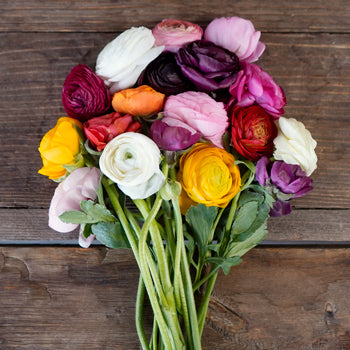 Farm Fresh Cut Ranunculus Flowers For Your House