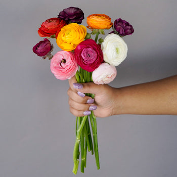 Farm Fresh Cut Ranunculus Flowers For Your House