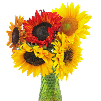 Assorted Sunflowers for Arranging