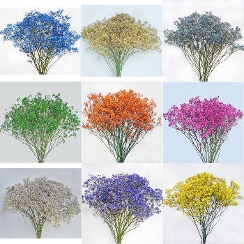 Farm Mix Airbrushed Baby's Breath
