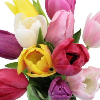 multicolored arraignment of fresh cut tulips.