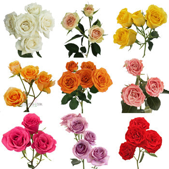 Farm Mix Spray Bulk Roses