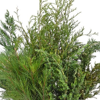 Winter Greenery Mix