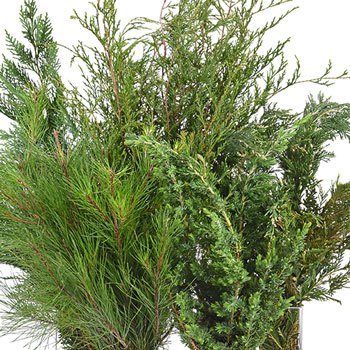 Winter Greenery Mix