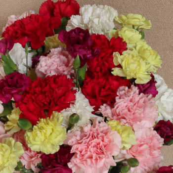 Save the Bogota Carnation Farms