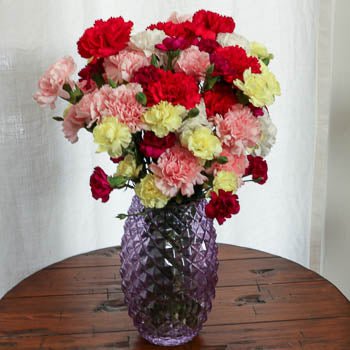 Save the Bogota Carnation Farms