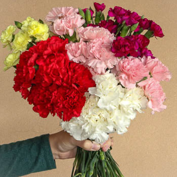 Save the Bogota Carnation Farms