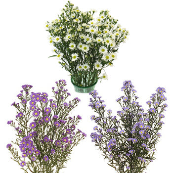 Aster Flowers Farm Mix