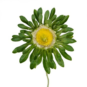 Not your Grandma's Aster